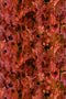 storm blotch velvet fabric