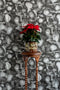 coral blotch cork wallpaper, timorous beasties, wallpaper, - adorn.house