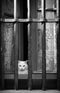 good luck cat