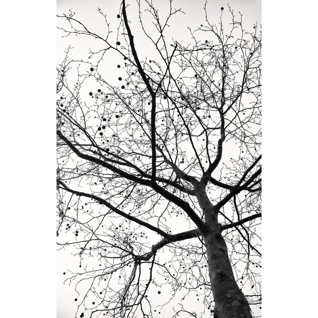 tree no.1