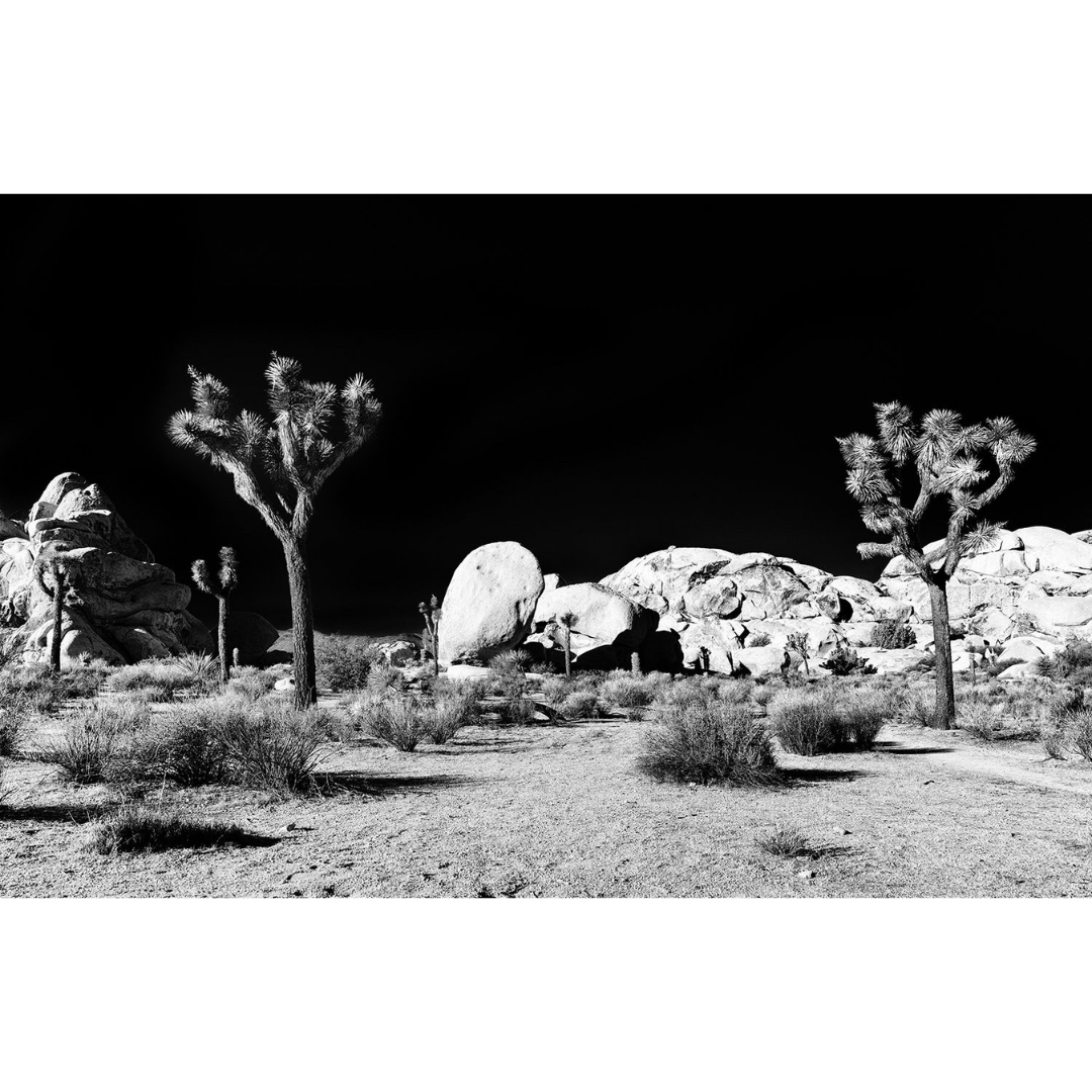 joshua tree