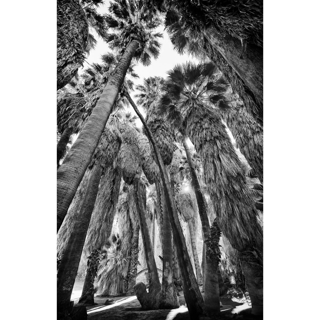 magic palms