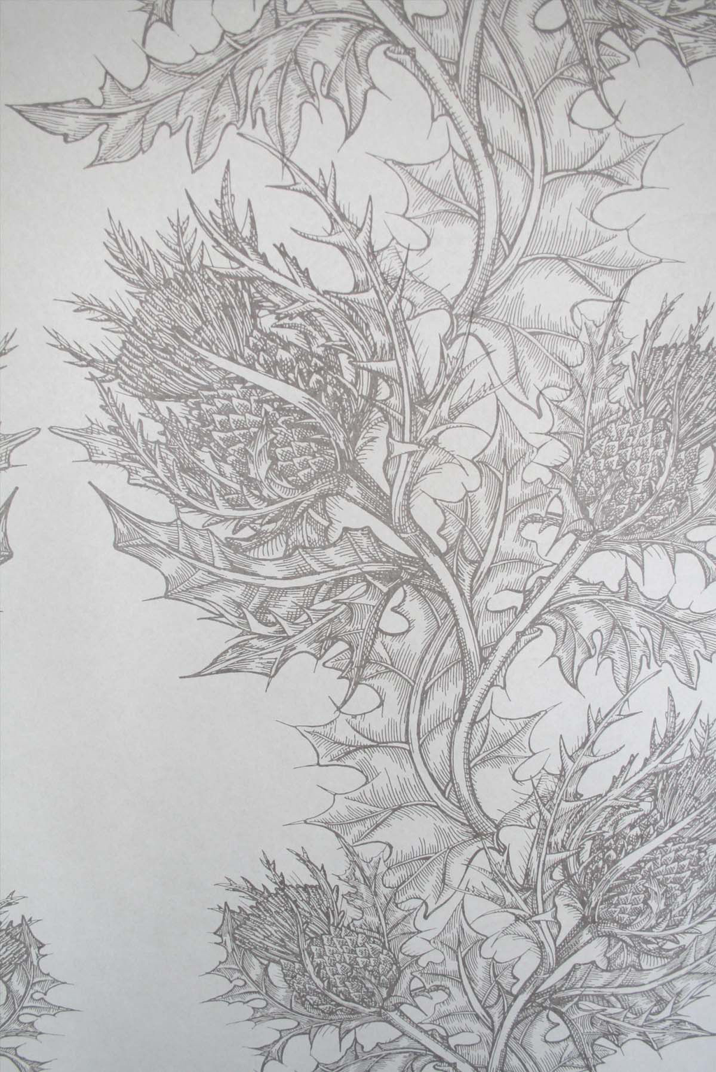 superwide thistle  wallpaper by timorous beasties on adorn.house