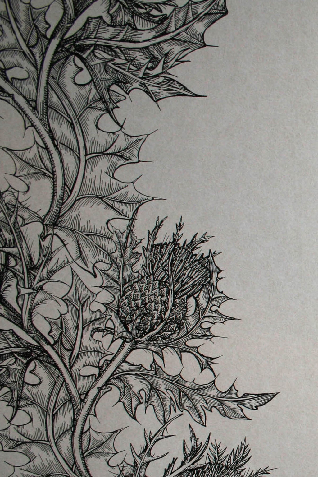 superwide thistle  wallpaper by timorous beasties on adorn.house