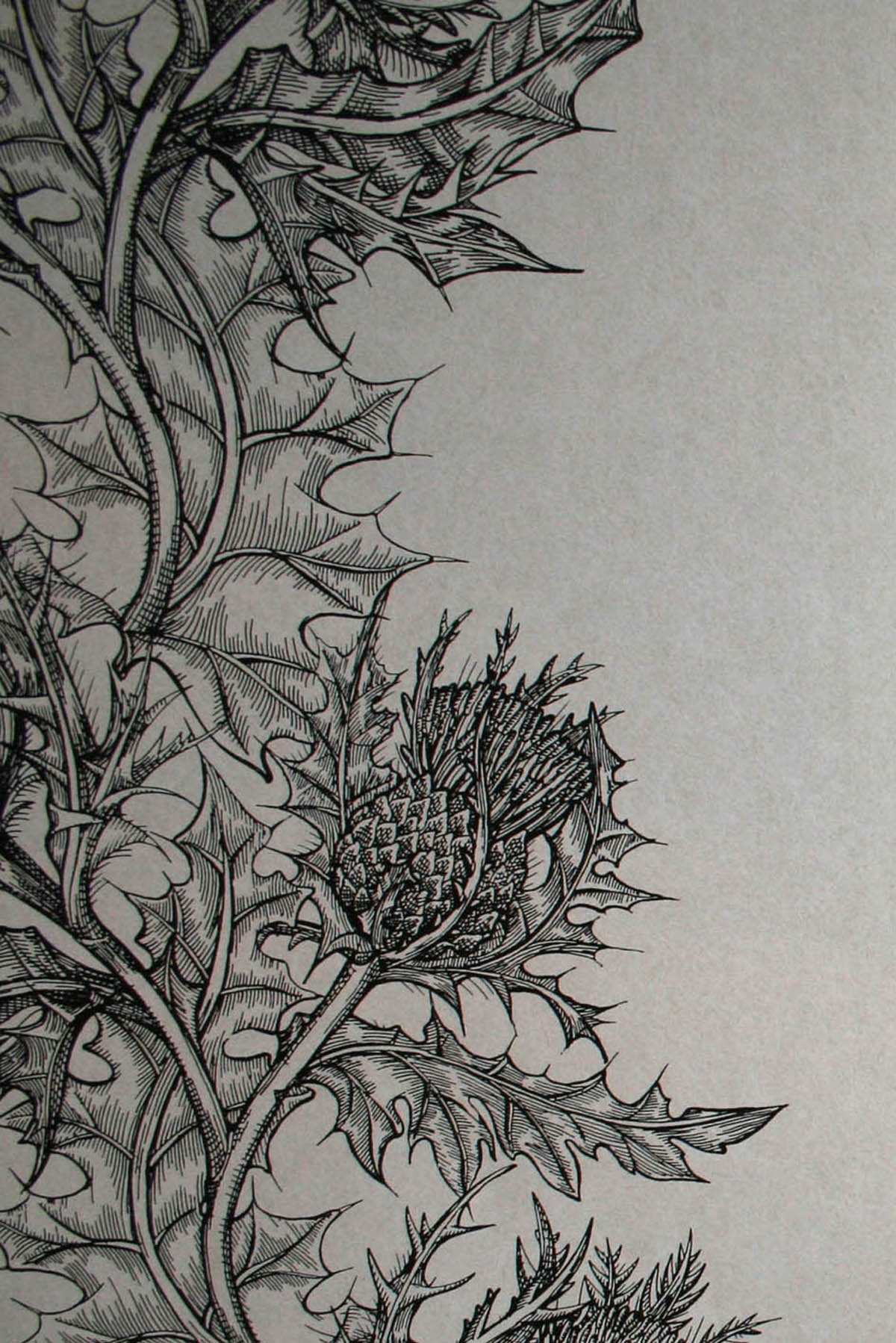 superwide thistle  wallpaper by timorous beasties on adorn.house