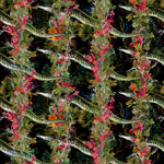eel colonnade wallpaper by timorous beasties on adorn.house