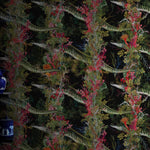 eel colonnade wallpaper by timorous beasties on adorn.house