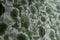 coral blotch cork wallpaper, timorous beasties, wallpaper, - adorn.house