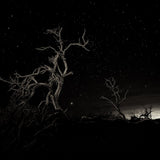 night desert tree