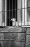 diago's neighbor