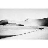 desert walker
